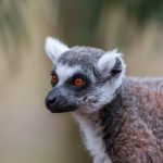 Ringstaartmaki Lemur catta